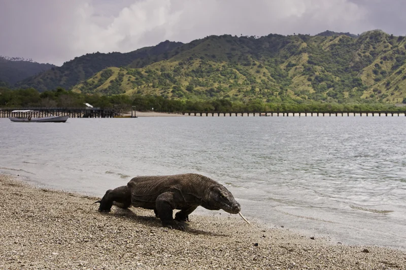 Un dragón de Komodo en su entorno natural.